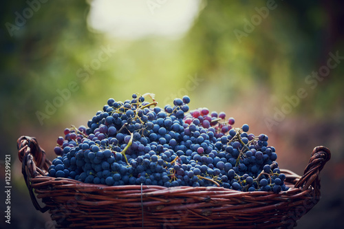 basket with grape