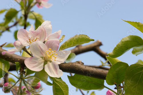 Spring flowers on a Gravenstein apple tree photo