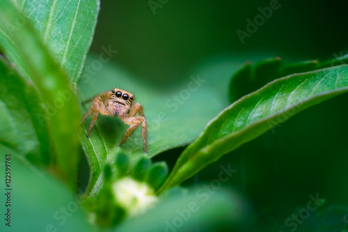 Jumper spider on green leaf.Close up