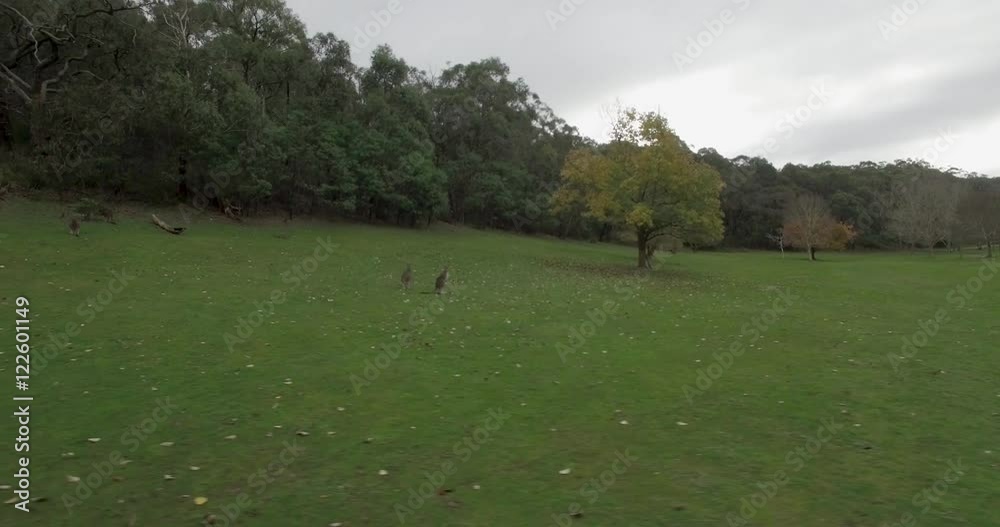 Horizontal pan across Kangaroos feeding on grassy area. Cardinia Reservoir Park, Melbourne, Victoria, Australia.