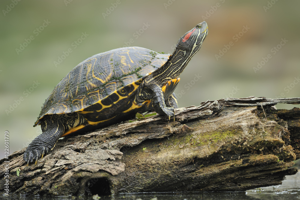 Resting turtle at Brazos Bend State Park, Texas, United States of America Resting turtle at Brazos Bend State Park, Texas, United States of America