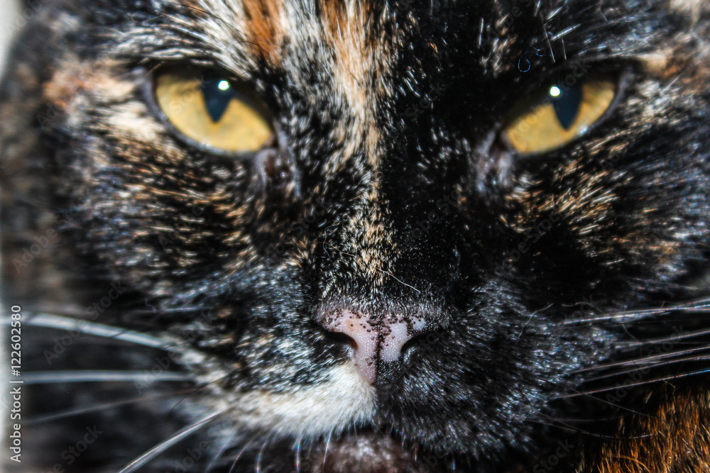Close-up portrait of a multicoloured cat with yellow eyes