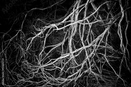 complex tangle of tree roots, enhanced artwork and details of Greece, the island of Samos, black and white version