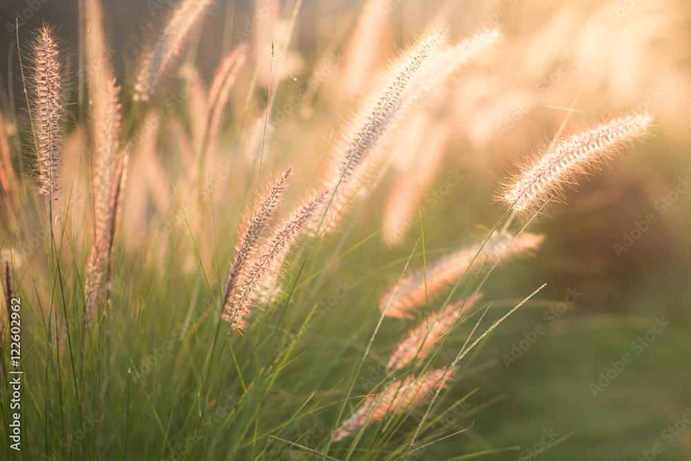 flower grass with sunset light during summer flower grass with sunset light during summer
