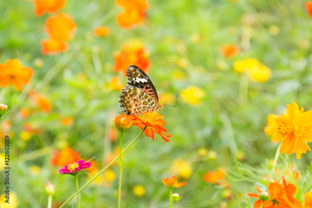 Cosmos and Butterfly Cosmos and Butterfly