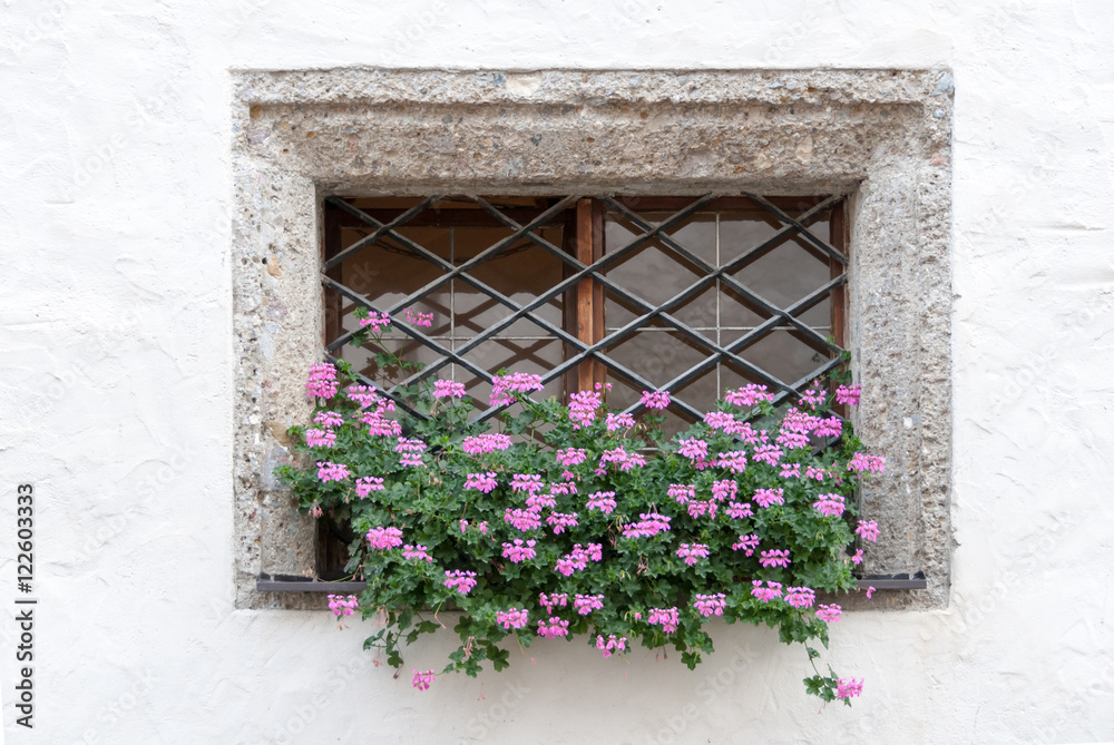 Geranium flowers in a Castle Wall Window