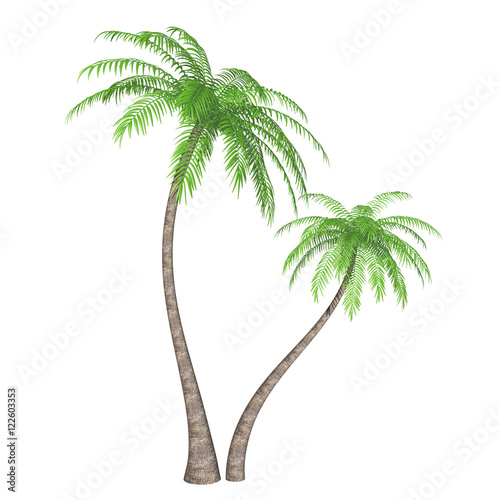 Two coconut palm trees  Cocos nucifera  isolated on white background. 3D illustration.