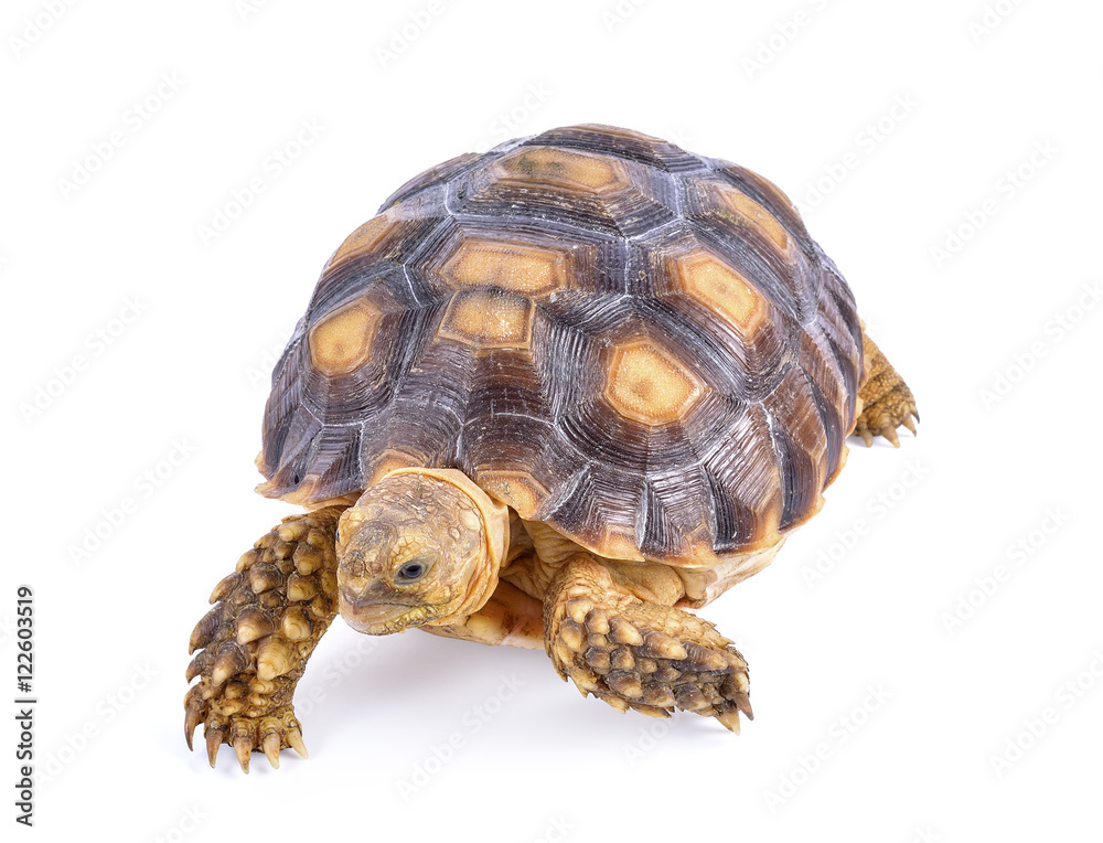 turtle on white background turtle on white background