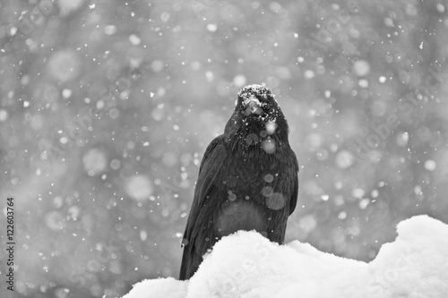 Commom Raven (Corvus corax)  in snow, Jasper National Park, ALberta, Canada photo