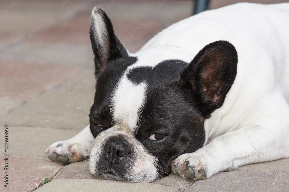 French bulldog black and white color