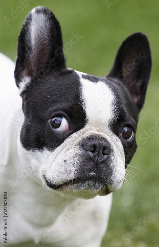 French bulldog black and white color © milanvachal