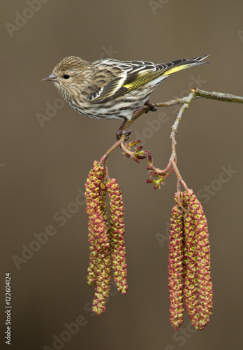 Pine siskin (Carduelis pinus) perched on Alder tree catkins in Victoria, Vancouver Island, British Columbia, Canada photo