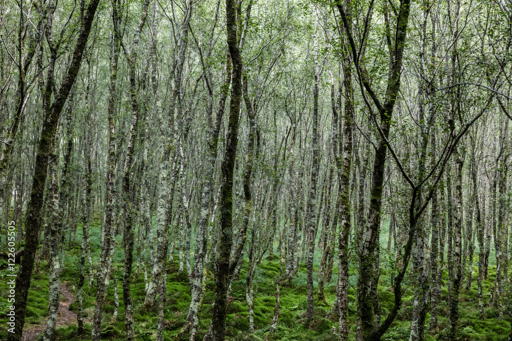 Naklejka premium Forest trees. , Ireland