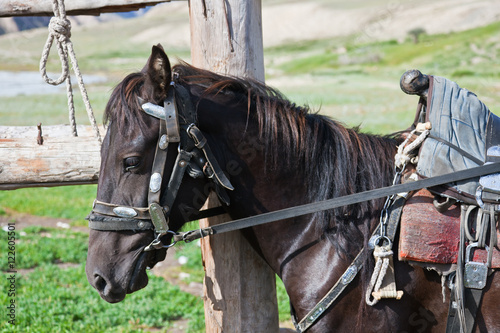 Kyrgyz black stallion in harness with a saddle at the hitching p