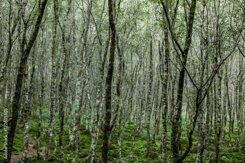 Forest trees. , Ireland