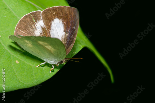 Beautiful Indian Sunbeam Butterfly perched on a leaf. photo