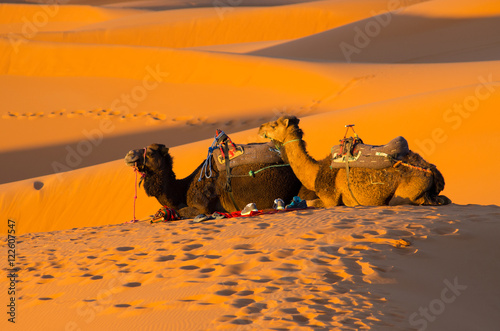 Resting camels in Sahara desert