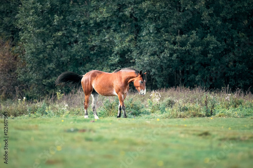 Big bay horse in the autumn meadow