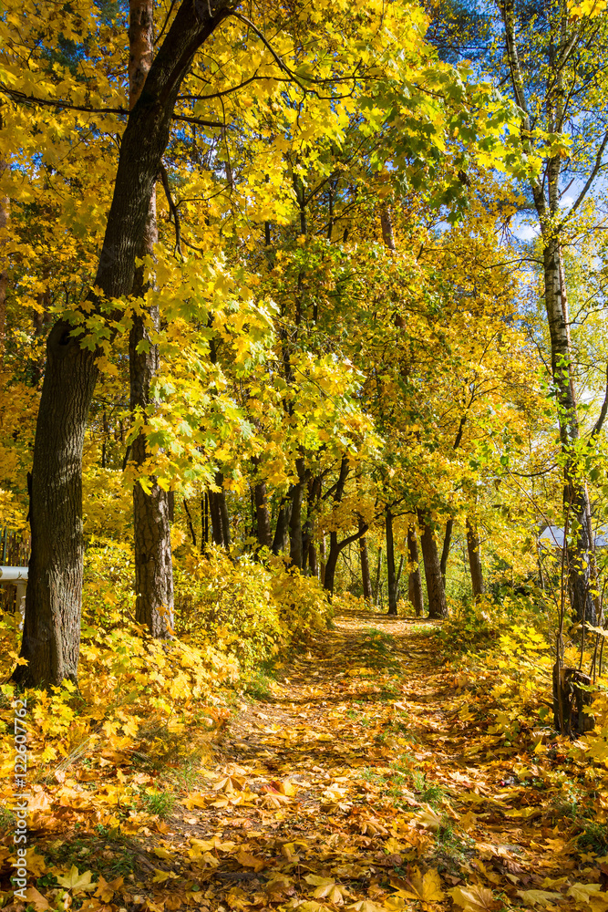 Fototapeta premium Maple alley on a sunny autumn day.