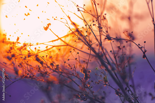 Dried flowers on a background sunset