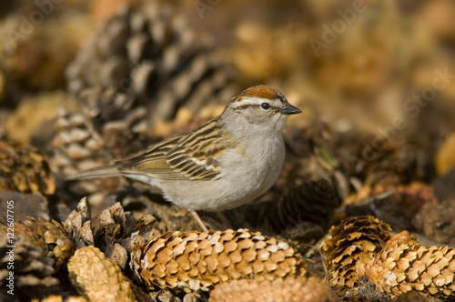 Chipping sparrow (Spizella passerina) sitting on pine cones, Saskatchewan, Canada photo