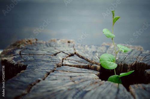 Blurry and soft focus green plant growing on a dead tree.