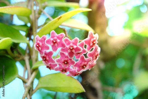 Soft focus ans blurred Red Hoya flowers. (Hoya parasitica (Roxb.) with soft green background. Hoya parasitica (Roxb.) Wall. ex Wight