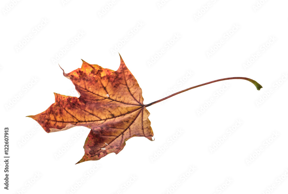 Dry maple leaf isolated on white background Dry maple leaf isolated on white background