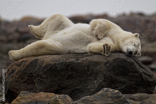 Polar bear lying on rock, Churchill, Manitoba, Canada