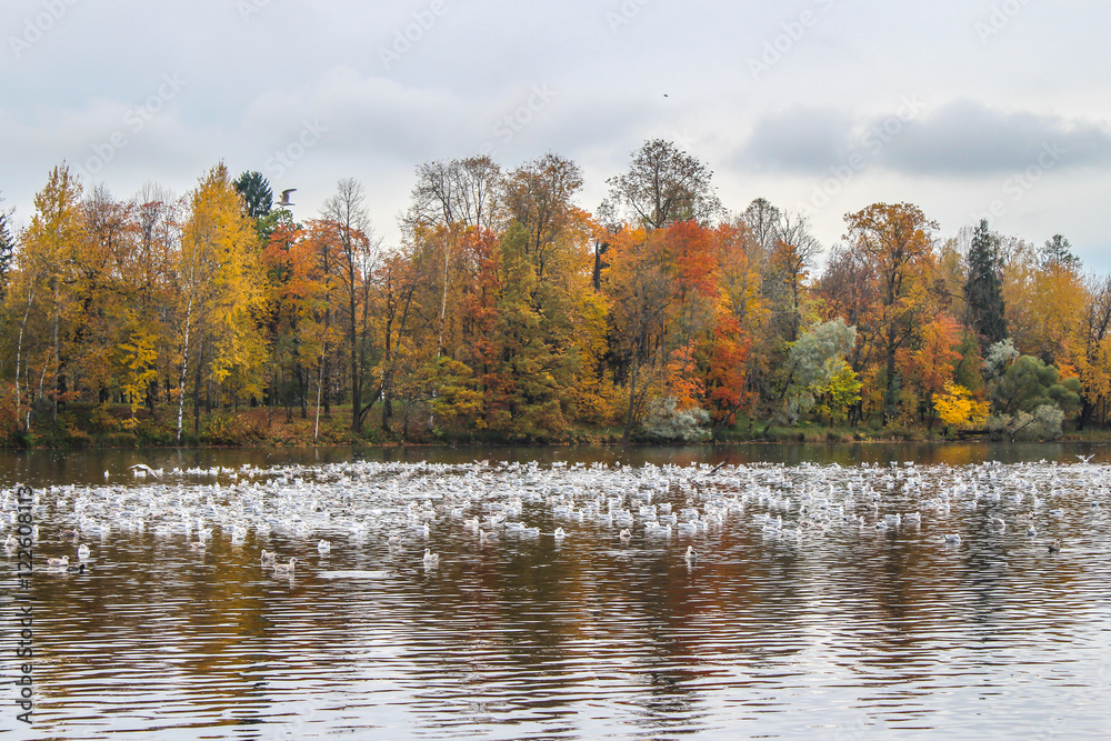 Fototapeta premium Autumn landscape. Park with lake.