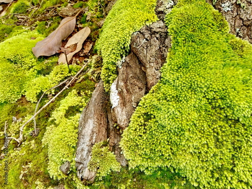 Green moss on the trunk of birch tree