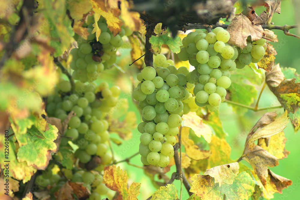 White grapes in the vineyard White grapes in the vineyard