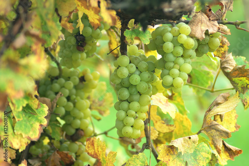 Wallpaper Mural White grapes in the vineyard Torontodigital.ca