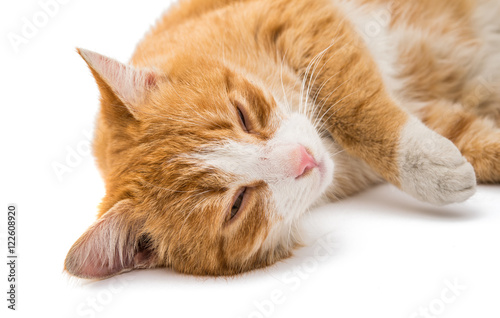 Fototapeta Naklejka Na Ścianę i Meble -  red cat