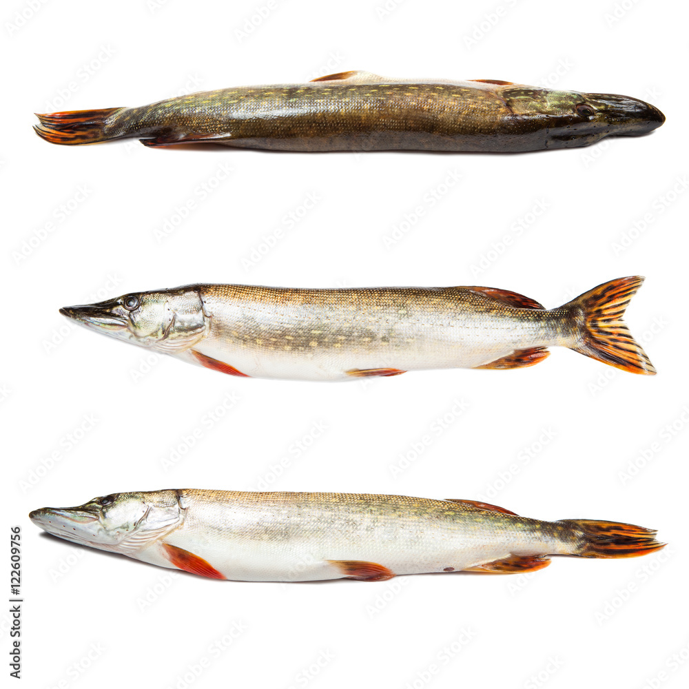 Set of big pike isolated over white Set of big pike isolated over white
