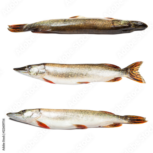 Set of big pike isolated over white
