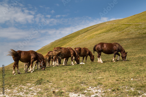 A herd of brown horses grazing on the slope of a mountain  Abruzzo  Italy