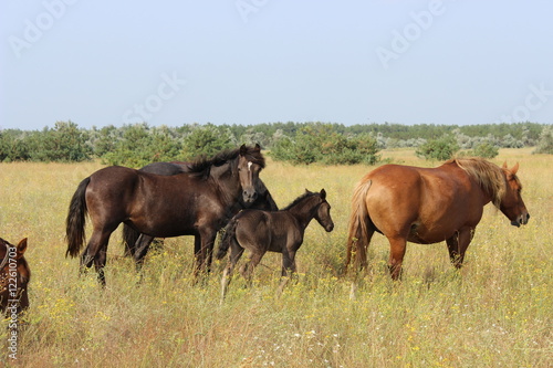 Herd of horses and foal grazing in the meadow.