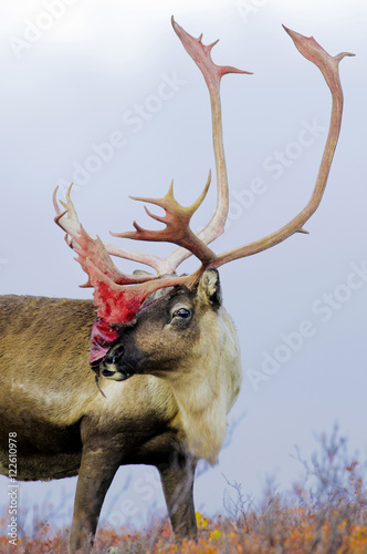 Barrenground caribou bull shedding its antler velvet , Canada