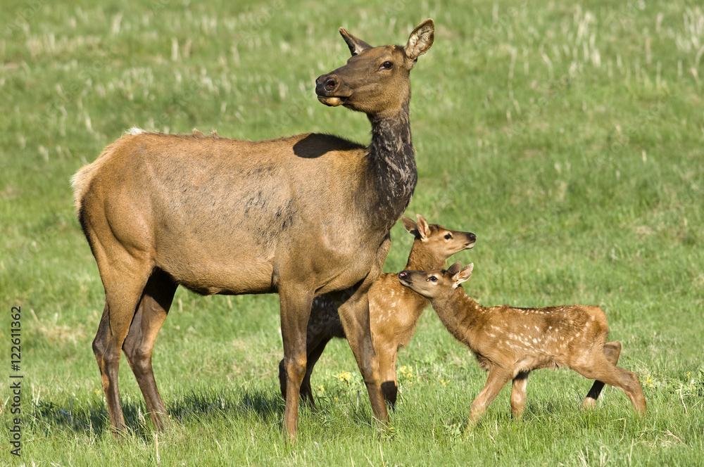 Mother elk (Cervus elaphus) and twin calves, Jasper National Park, Canadian Rocky Mountains, western Alberta, Canada Mother elk (Cervus elaphus) and twin calves, Jasper National Park, Canadian Rocky Mountains, western Alberta, Canada