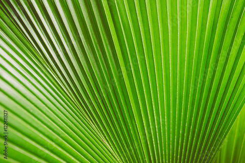 vintage tone of Texture of a green leaf Green leaf pattern on the surface Texture of a green leaf.Selective focus.