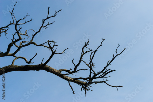 Abstract dry tree branch