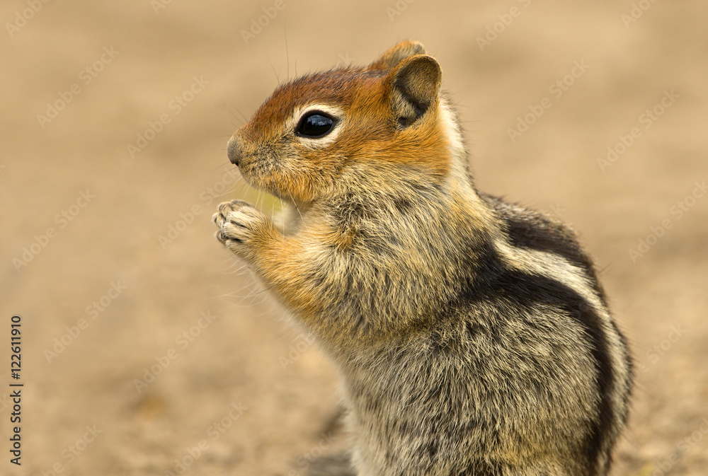 Golden-mantled ground squirrel (Spermophilus lateralis) at Deschutes National Forest, Oregon, USA