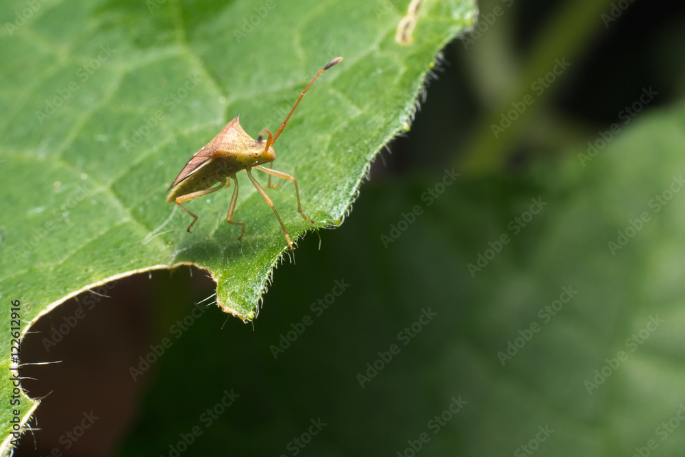 hemiptera Nezara Viridula Heteroptera pentatomidae palomera pras hemiptera Nezara Viridula Heteroptera pentatomidae palomera pras
