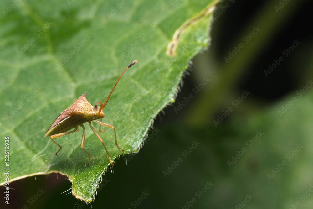 hemiptera Nezara Viridula Heteroptera pentatomidae palomera pras hemiptera Nezara Viridula Heteroptera pentatomidae palomera pras