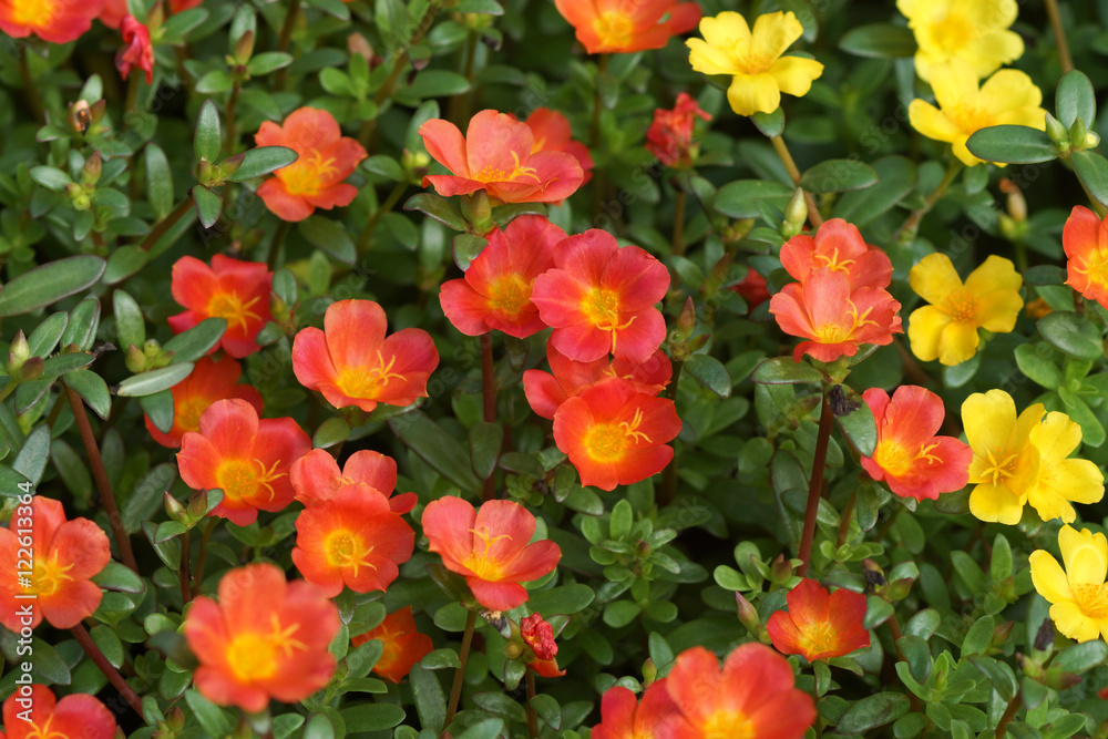 Portulaca flowers at the garden.