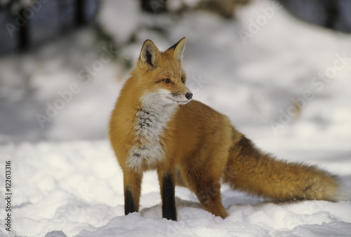 Red fox standing in deep snow, Ontario, Canada