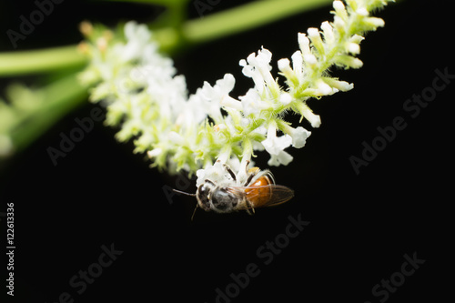 bee on white flower of Buddleja paniculata