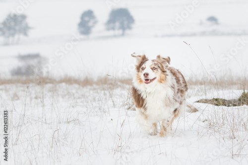 Australian Shepherd Hund beim Toben im Schnee © Andrea Mayer