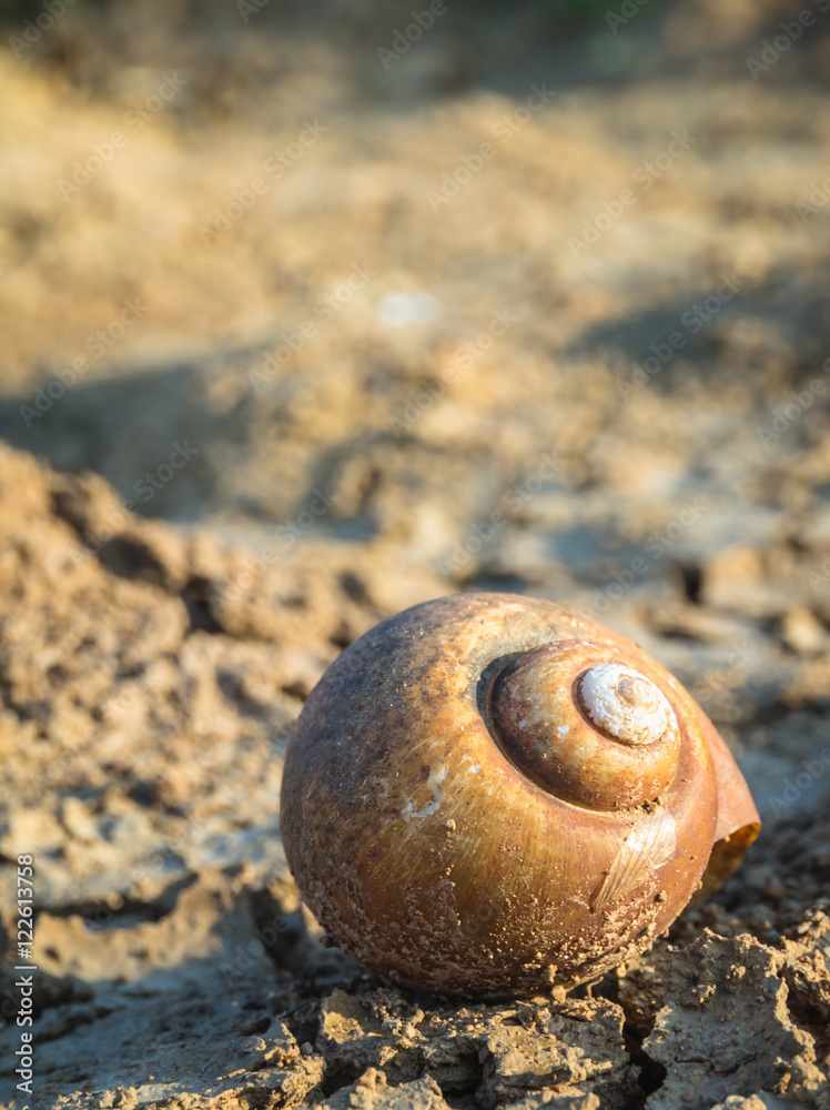 snail shell on cracked ground snail shell on cracked ground